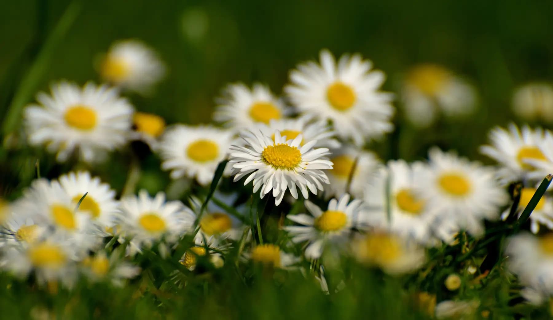 Flowers Background